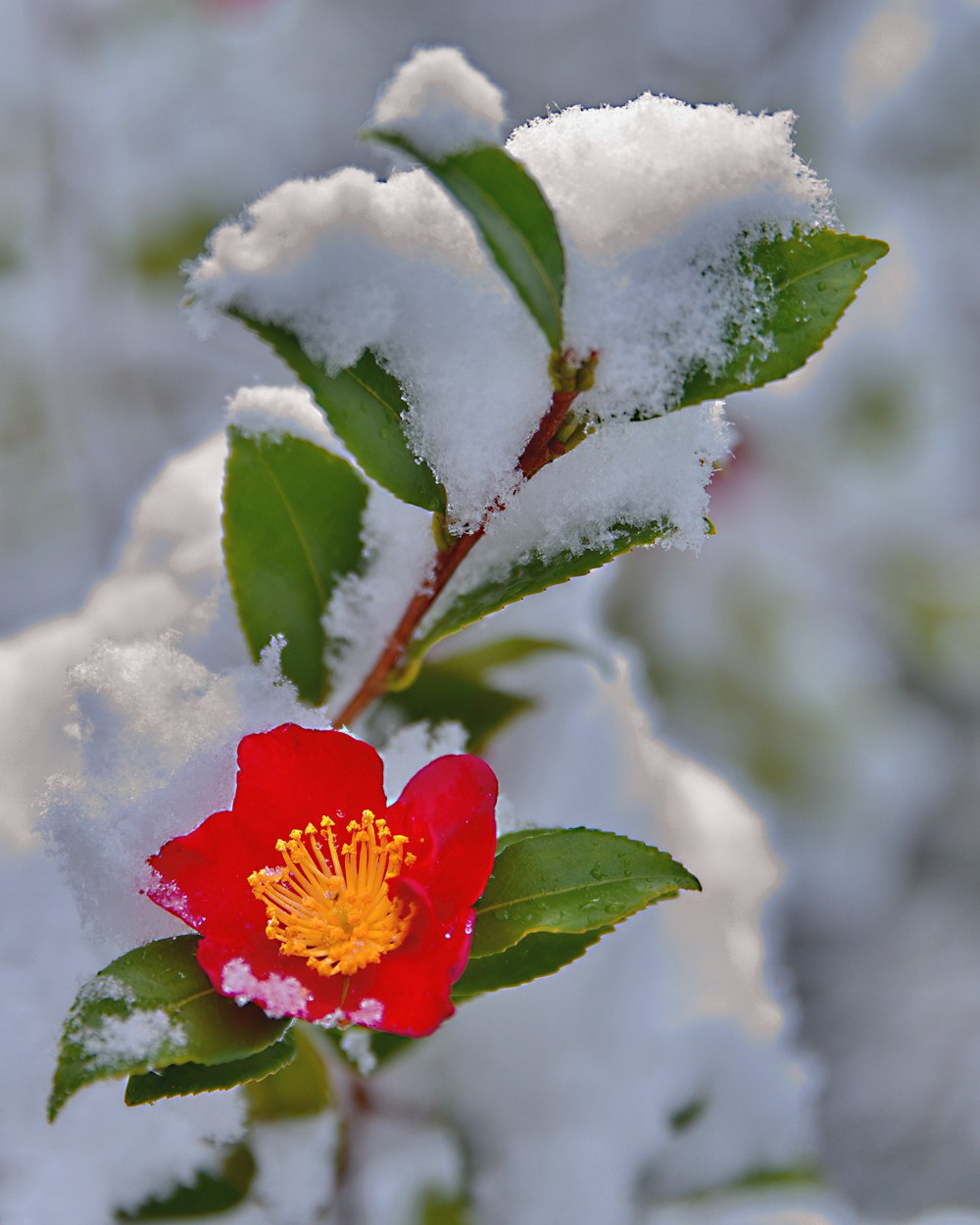 a red flower with a yellow center surrounded by snow