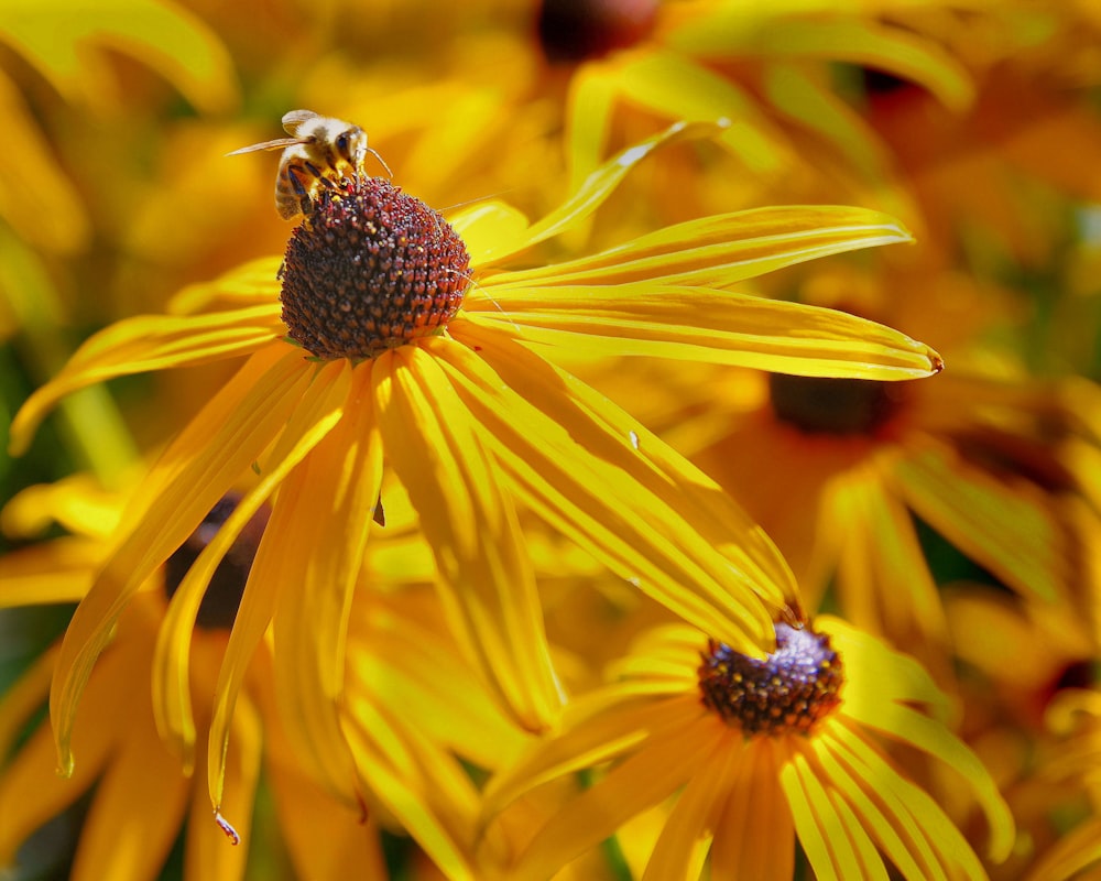 a close up of a yellow flower with a bee on it