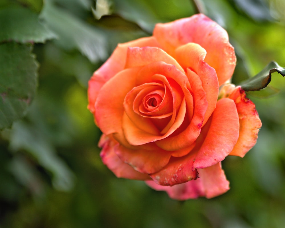 uma rosa laranja com gotículas de água sobre ela