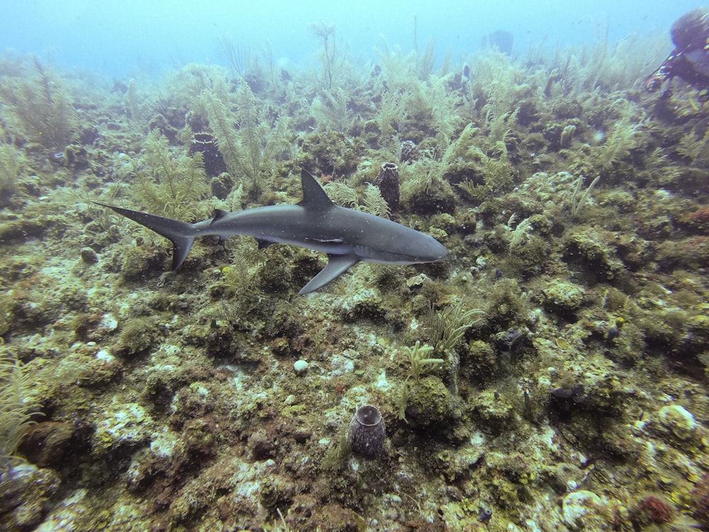 a blacktiped shark swims over a coral reef