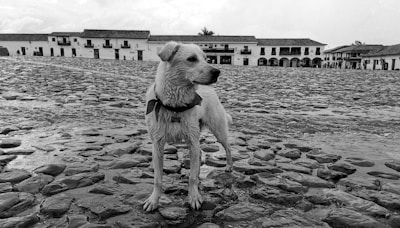 a dog standing on a rocky beach next to a building