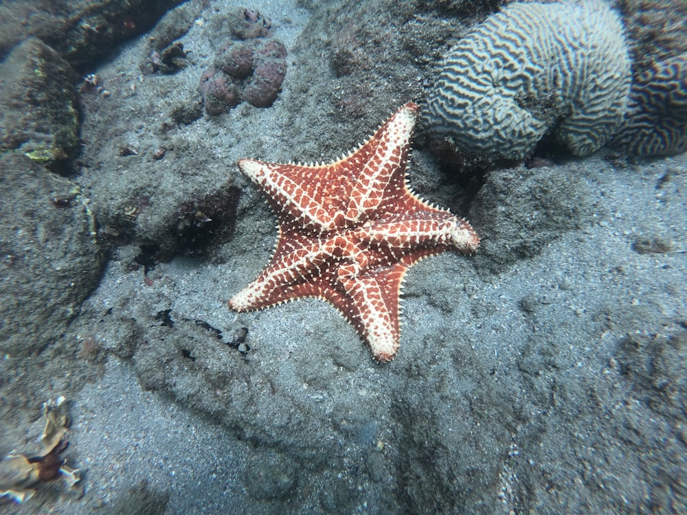 a red and white starfish laying on a rock