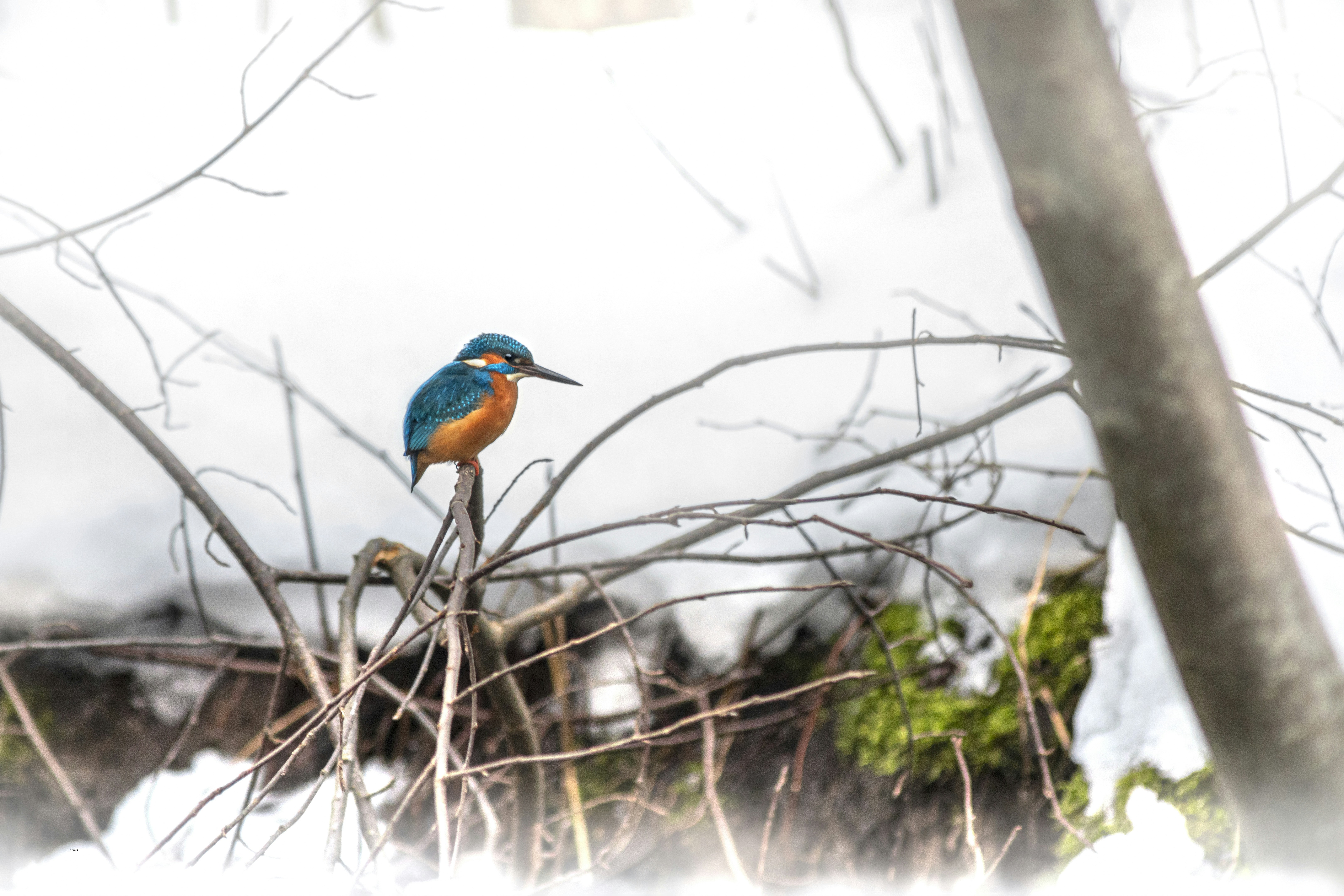 Photo by erik_karits