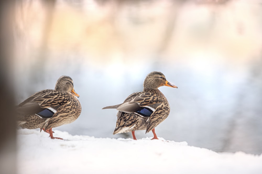 a couple of ducks standing on top of a snow covered ground