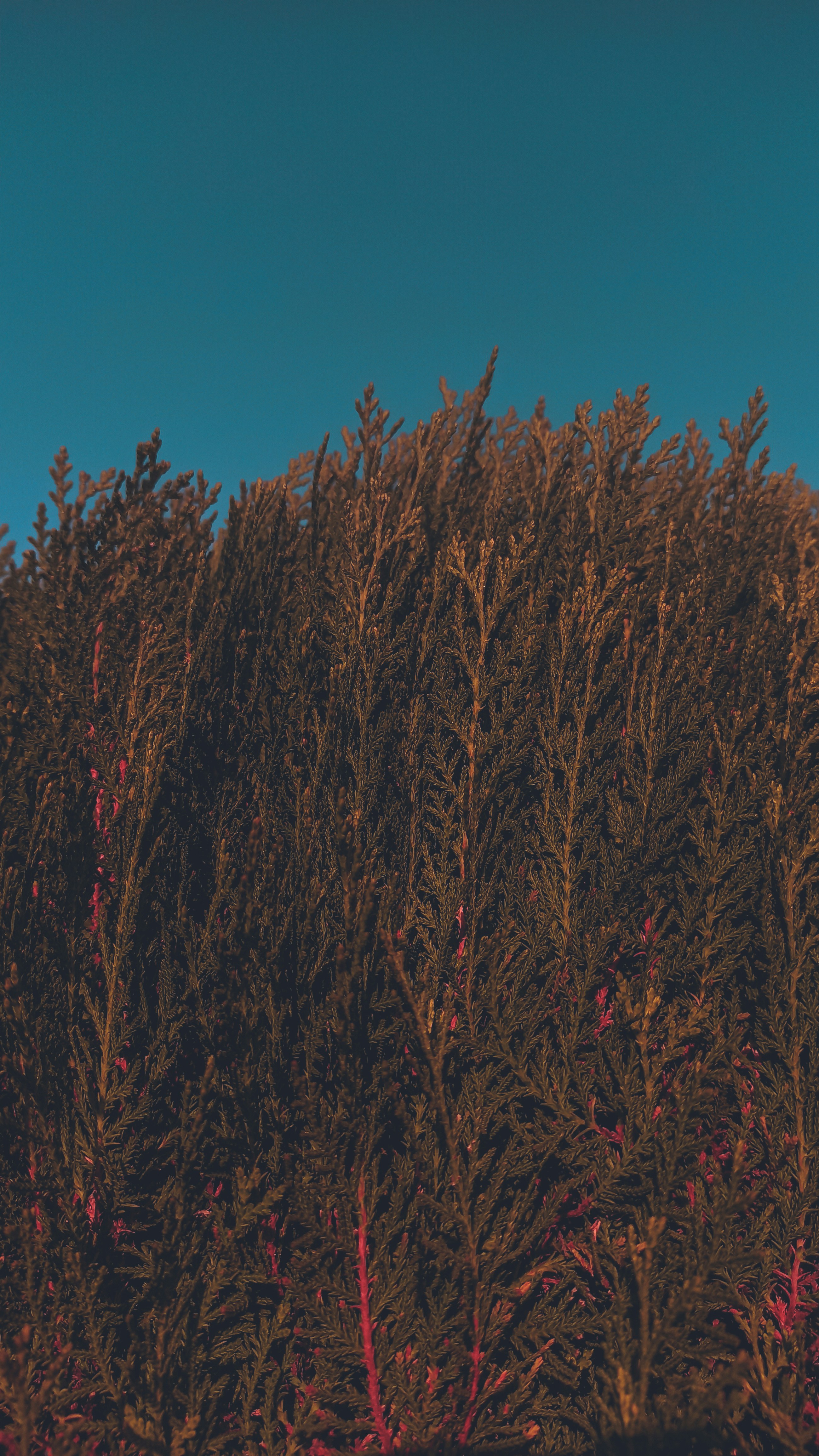 Photo by amiya_chaturvedi