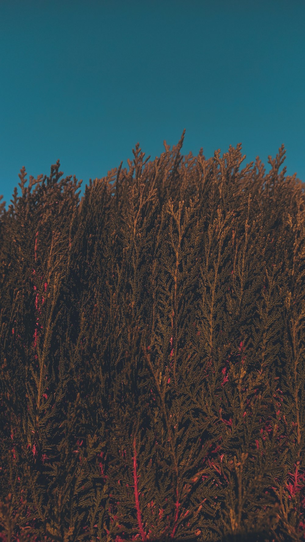 a large group of trees in front of a blue sky