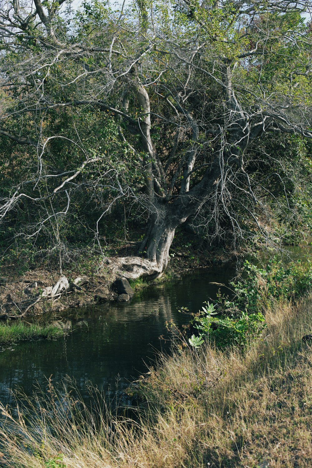 a river running through a lush green forest