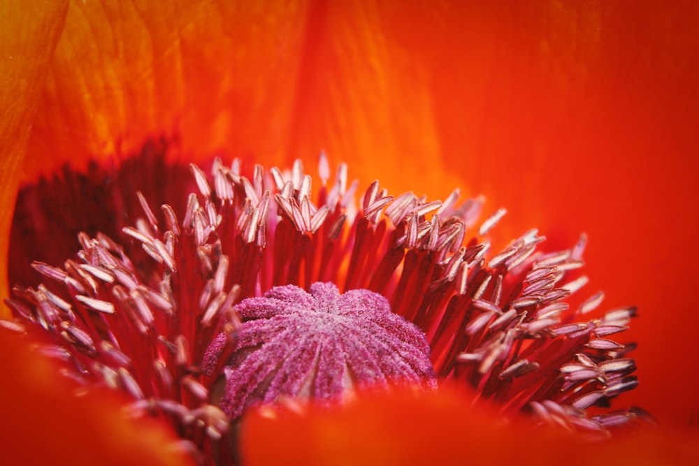 Una vista de cerca de una flor roja