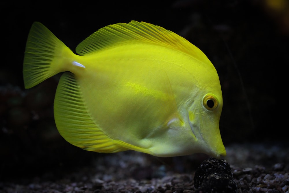 a bird sitting on top of a fish