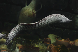 a close up of a reptile