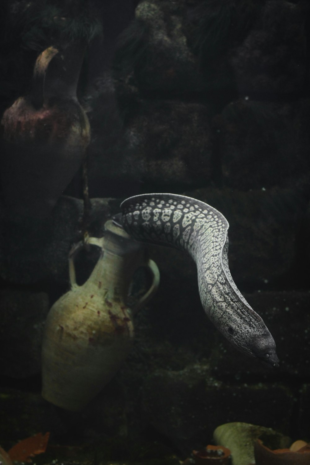 a pitcher and a snake in an aquarium