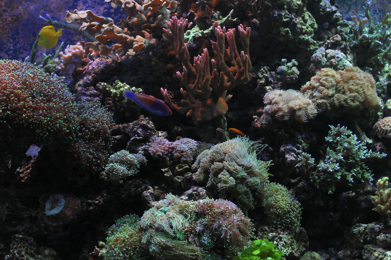 Colourful underwater reef aquarium with corals and marine fish