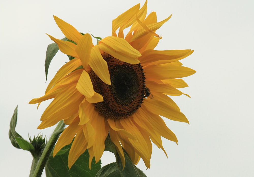 a large yellow sunflower with a bee on it