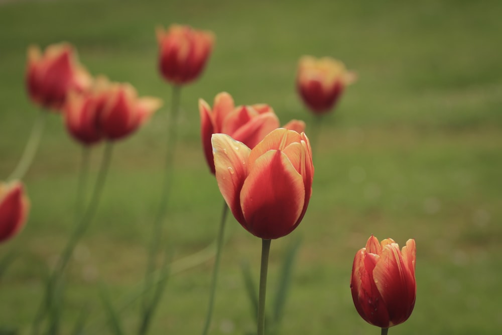 a group of red and yellow tulips in a field