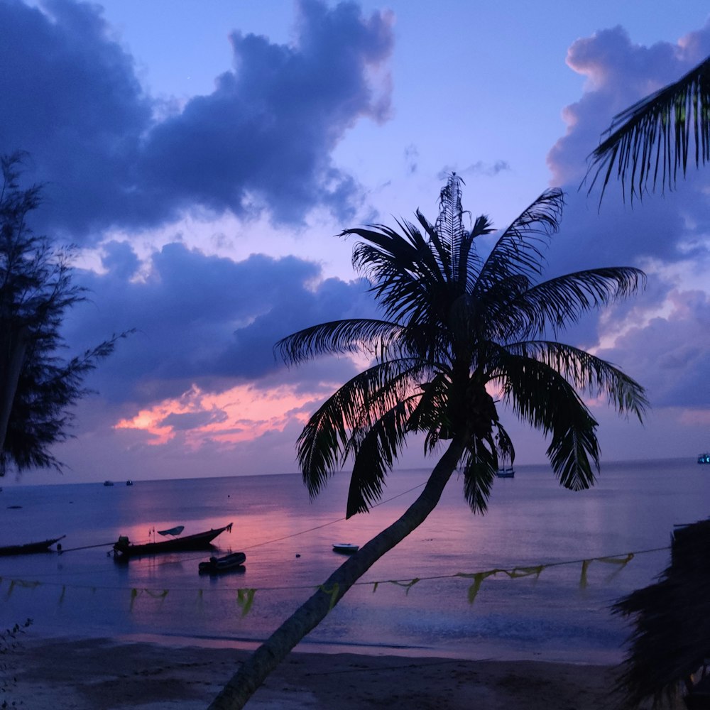 a palm tree sitting on top of a beach next to the ocean