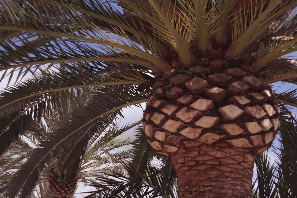 a palm tree with a blue sky in the background