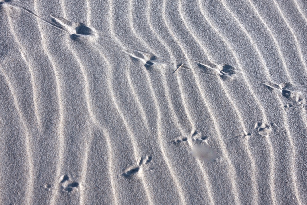 footprints in the sand of a beach