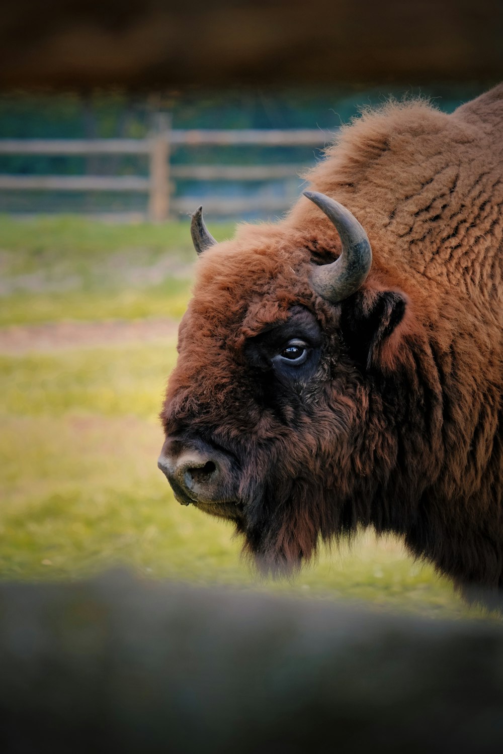 a bison with large horns standing in a field