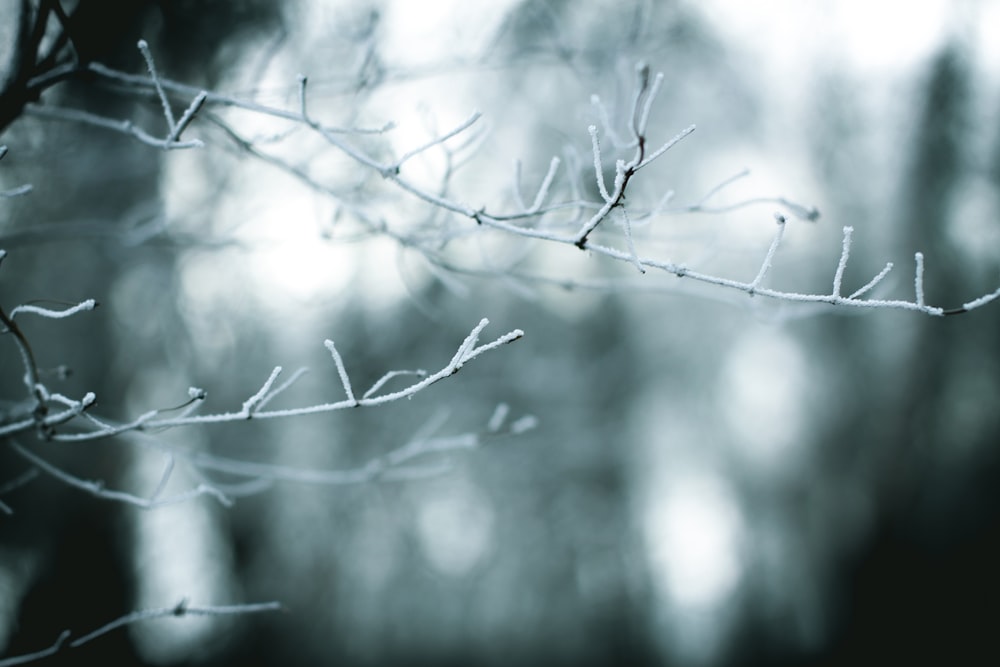 a close up of a tree branch with ice on it