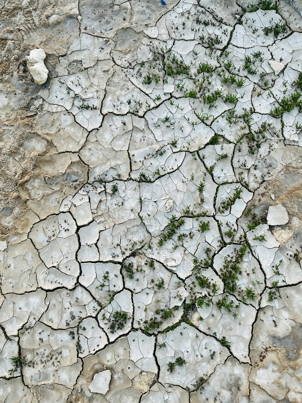 a patch of grass growing out of a crack in the ground