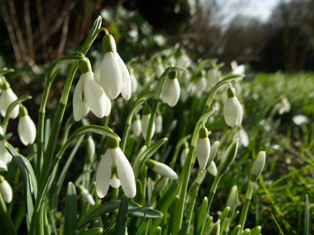 a bunch of flowers that are in the grass