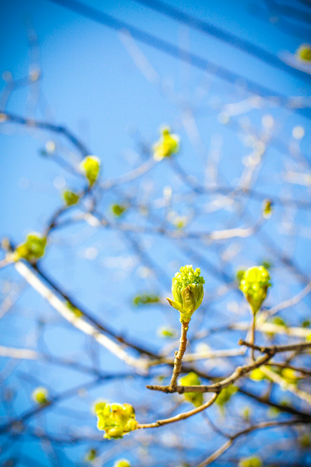 a tree branch with a bunch of buds on it