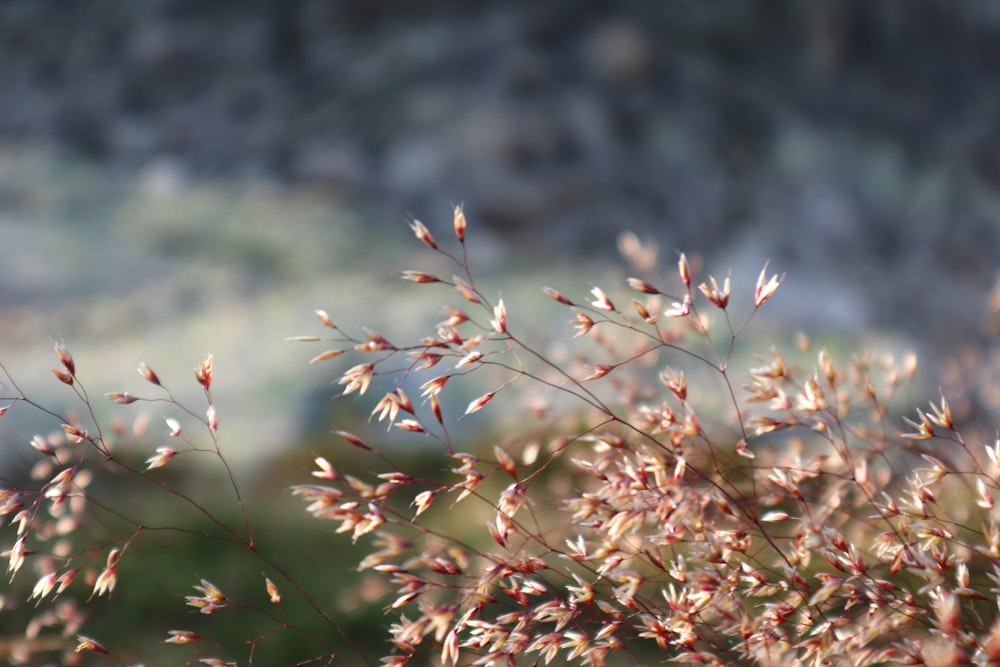 a close up of a plant with small red flowers