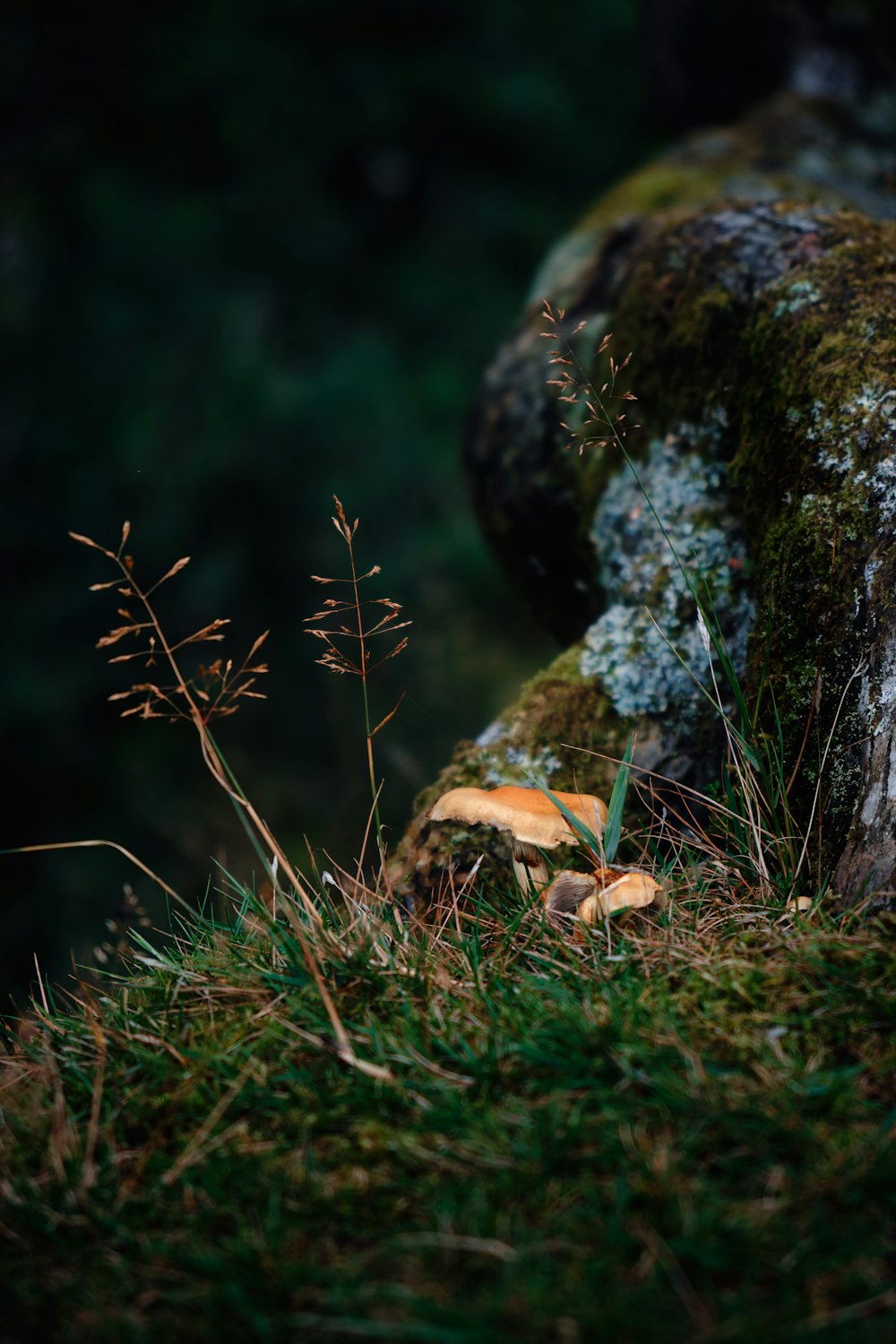 a mossy rock with small mushrooms growing out of it