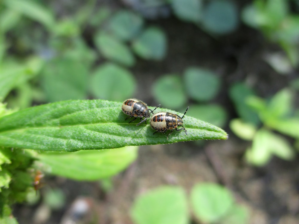 two bugs sitting on top of a green leaf