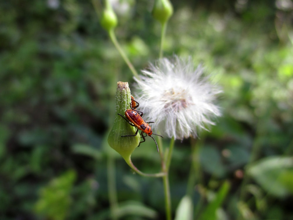 a red bug sitting on top of a white flower