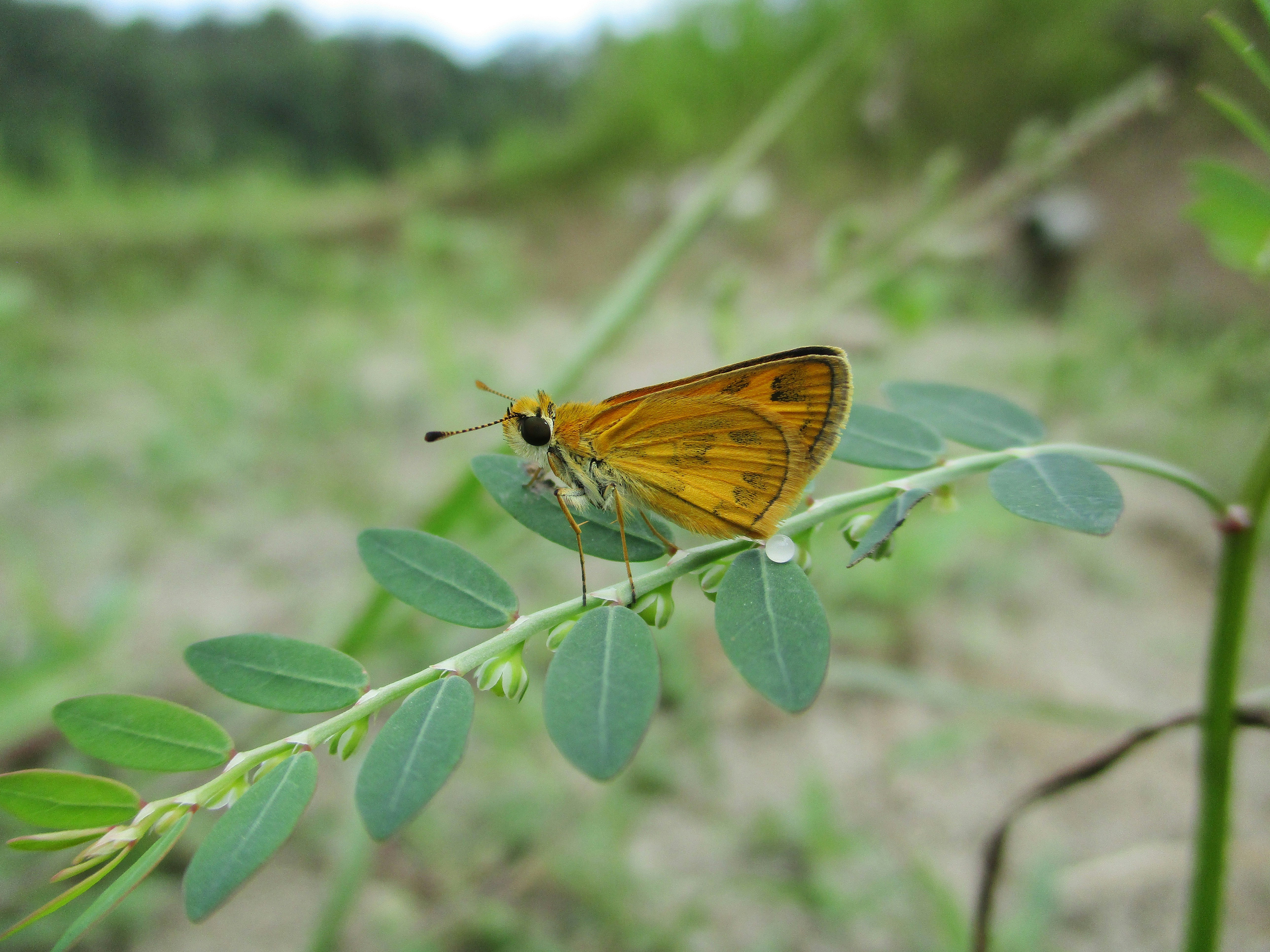 Orange butterfly perched on a slender green stem with oval leaves, against a softly blurred meadow background.