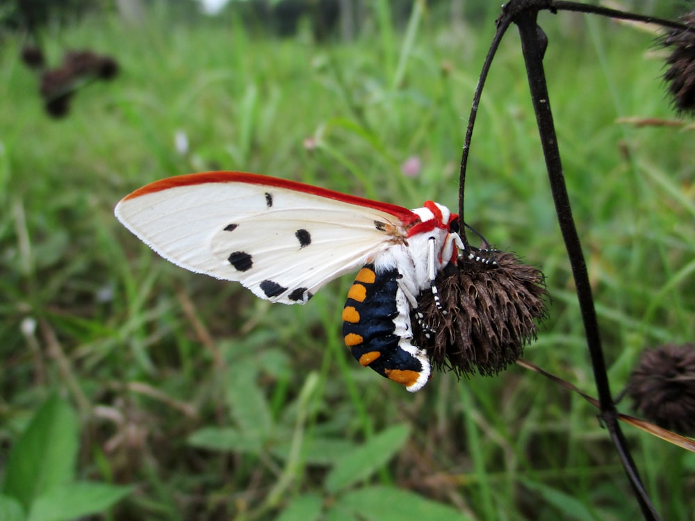 a white and black butterfly on a flower in a field