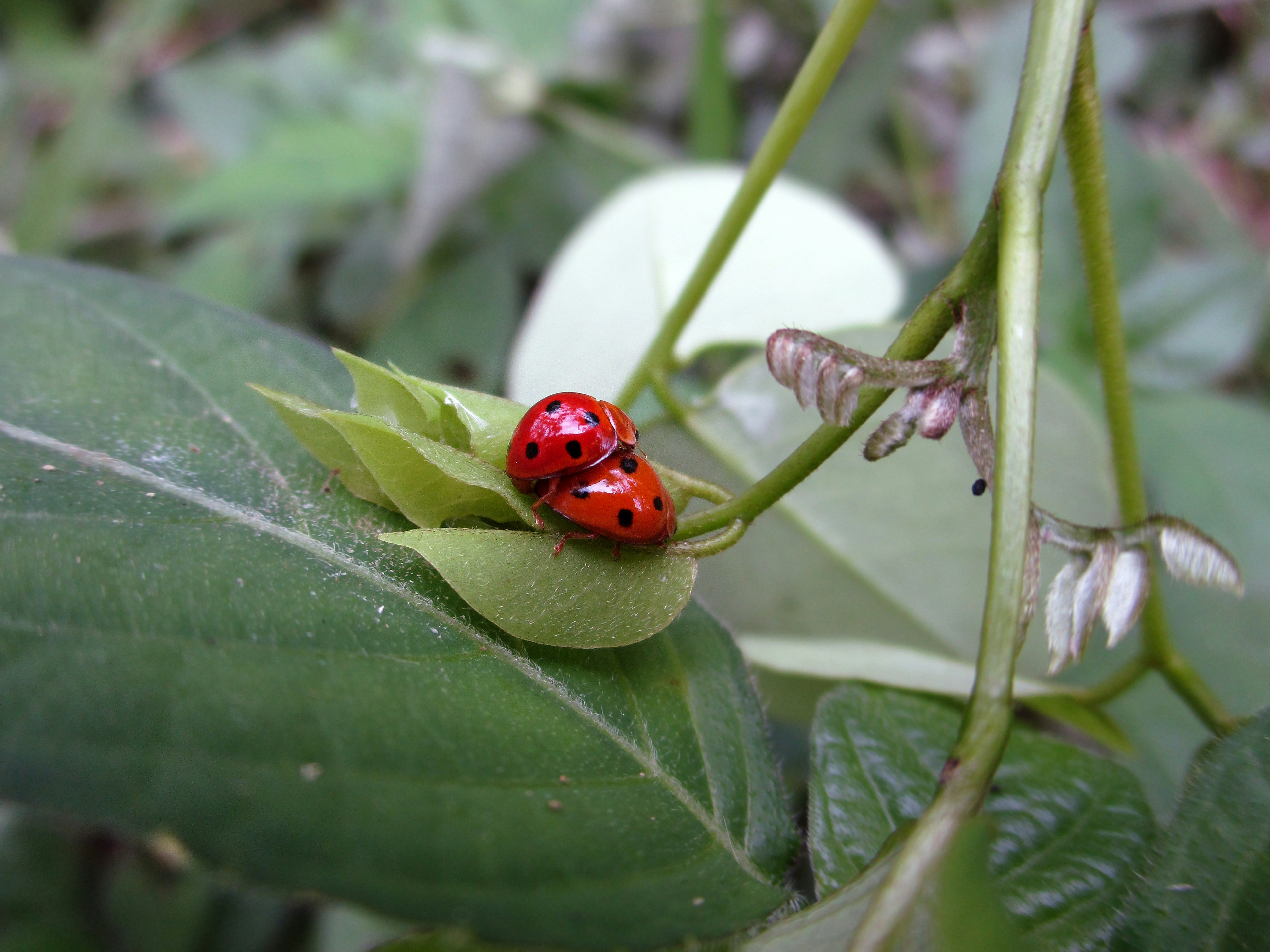 Ladybugs breed in the leaves. has a red color with a black pattern.