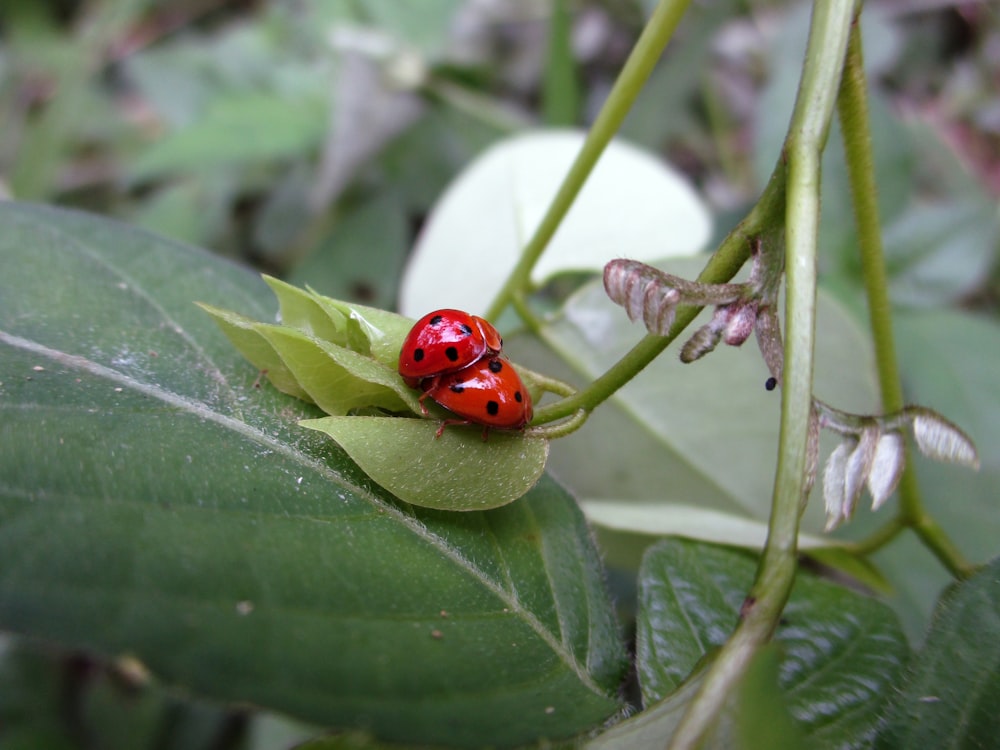 Ein Marienkäfer, der auf einem grünen Blatt sitzt