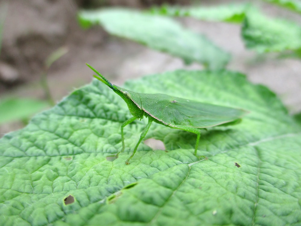 a close up of a green insect on a leaf