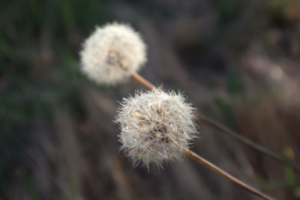a close up of a dandelion with a blurry background