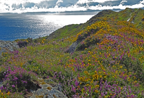 A vibrant image of California's coastline representing the essence of vibes of the minds eye.