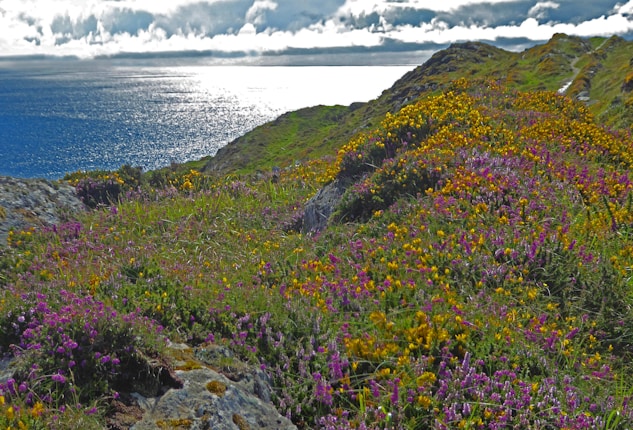 A vibrant coastal landscape features a tapestry of purple and yellow wildflowers covering rolling hills, with a stunning view of the ocean reflecting sunlight under a partly cloudy sky.