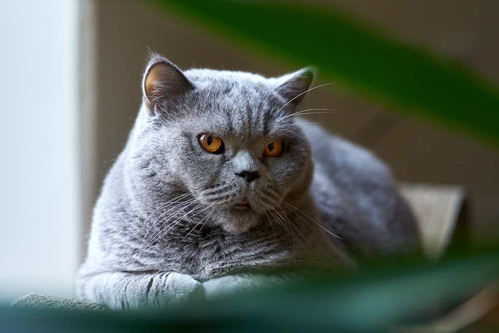 a gray cat sitting on top of a table next to a plant
