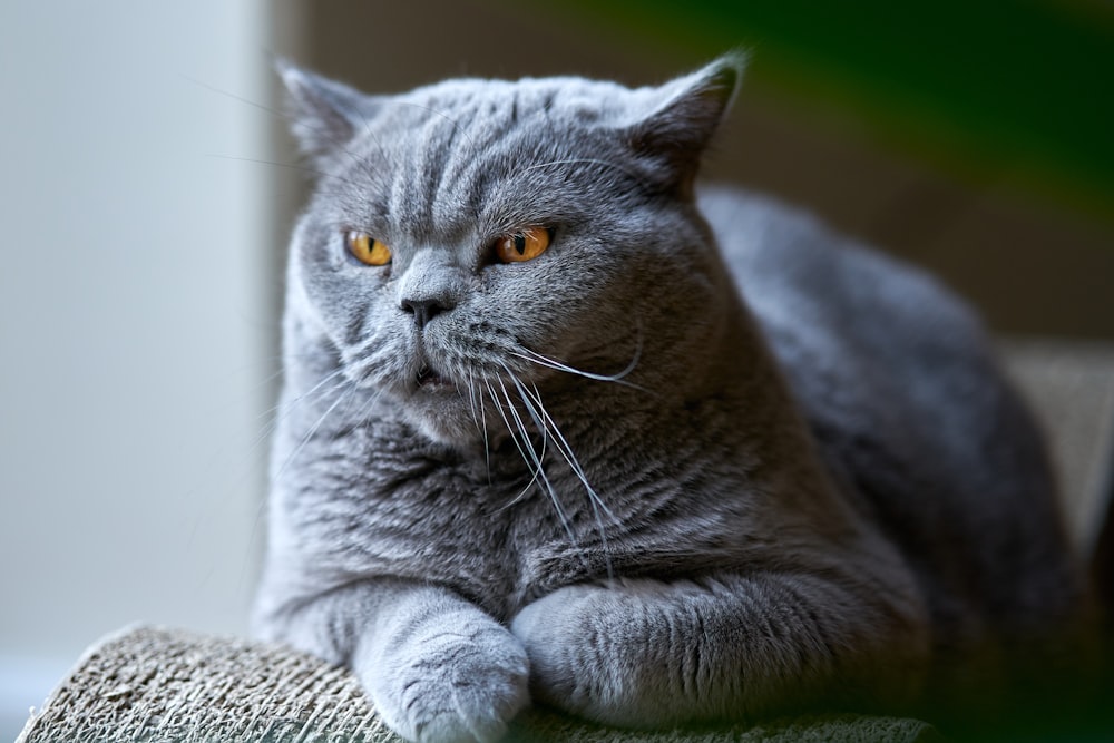 um gato cinza sentado em cima de um sofá
