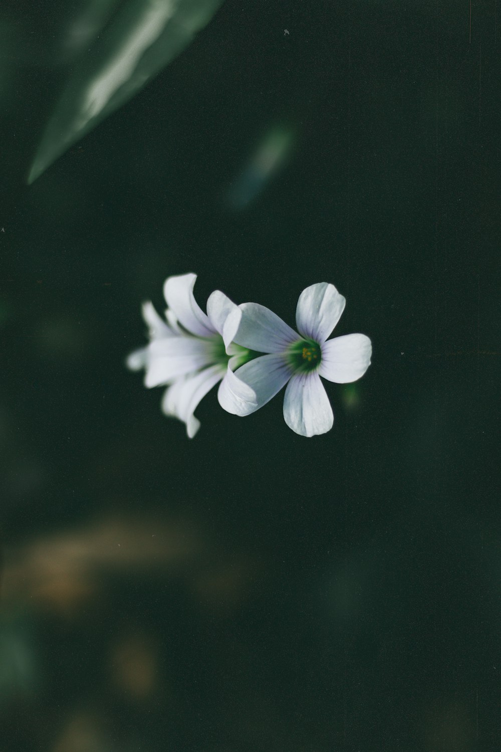 a white flower with a green center on a dark background
