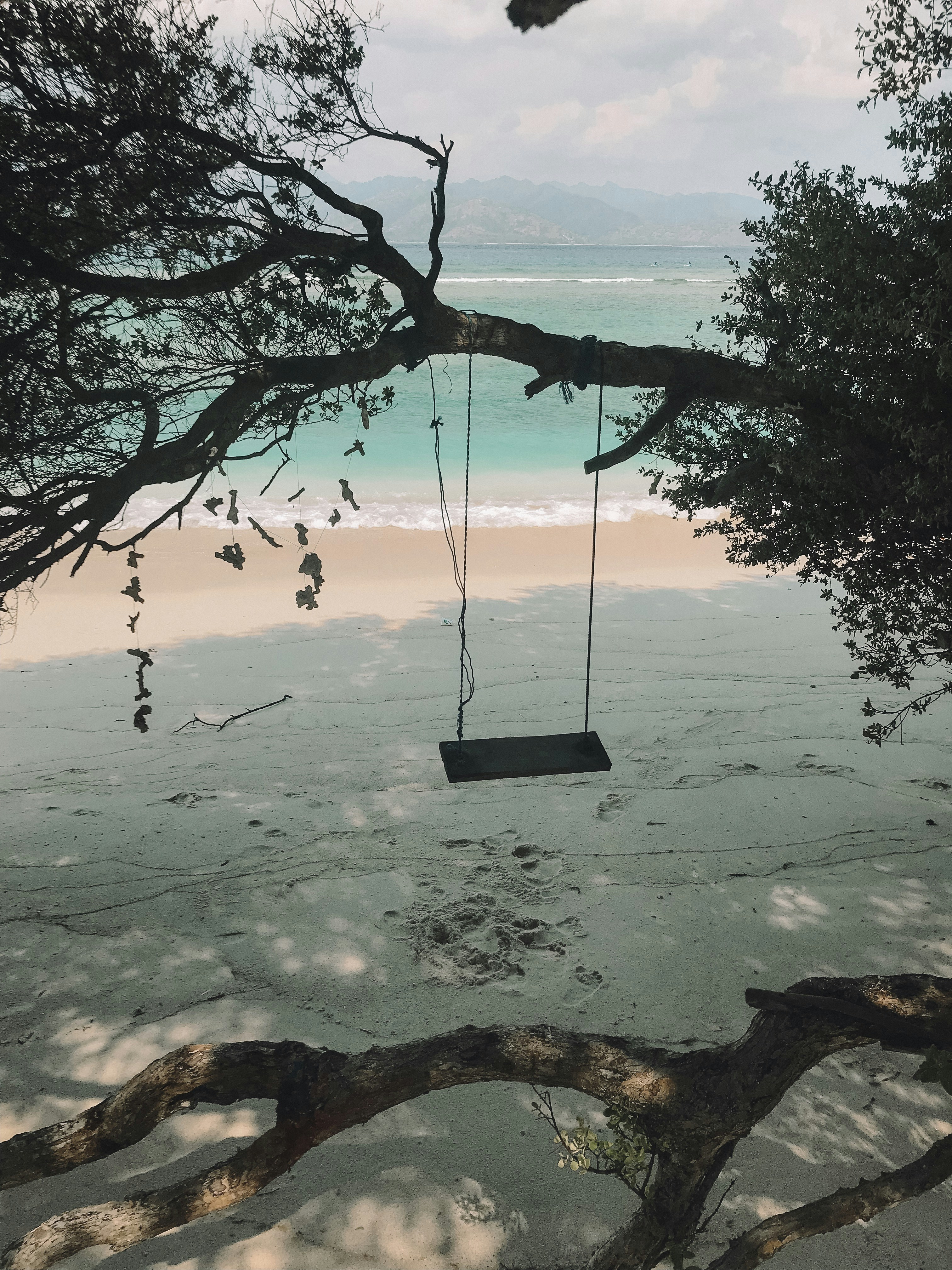 a swing hanging from a tree on a beach
