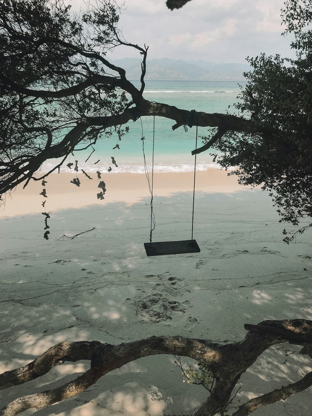 a swing hanging from a tree on a beach