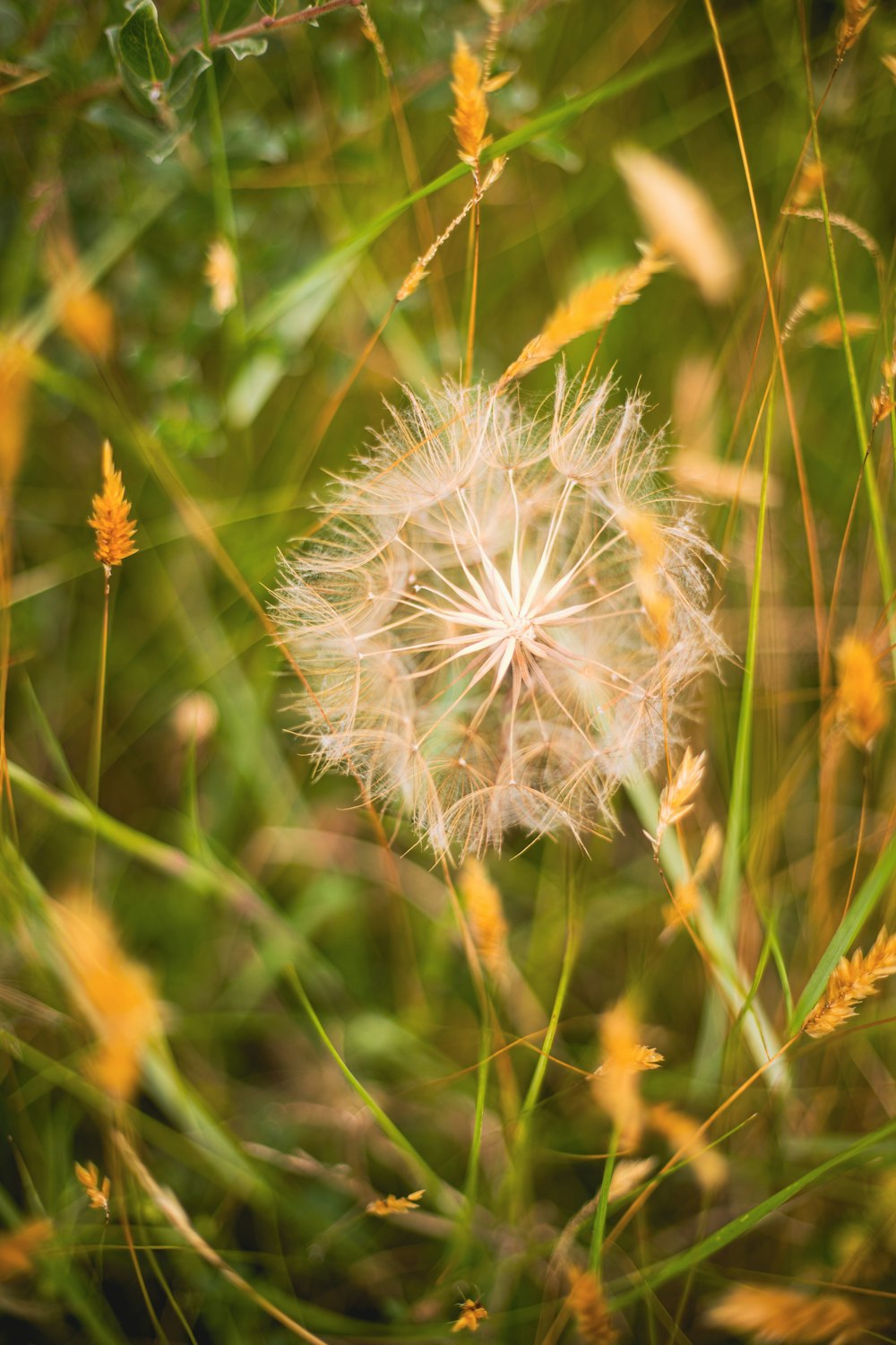 a close up of a dandelion in a field