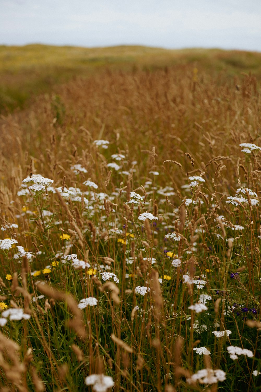 a field full of tall grass and wild flowers