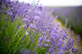 a field of lavender flowers with a blurry background