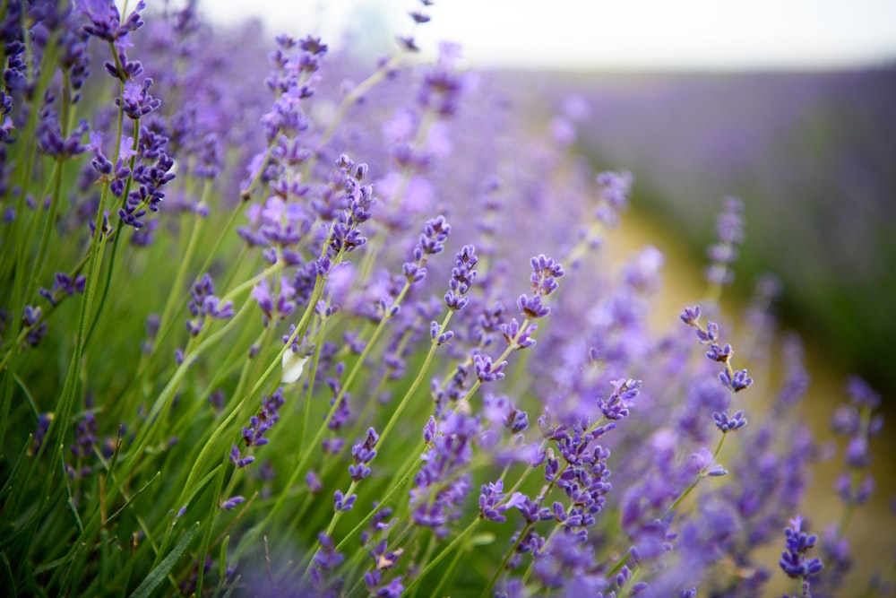 a field of lavender flowers with a blurry background