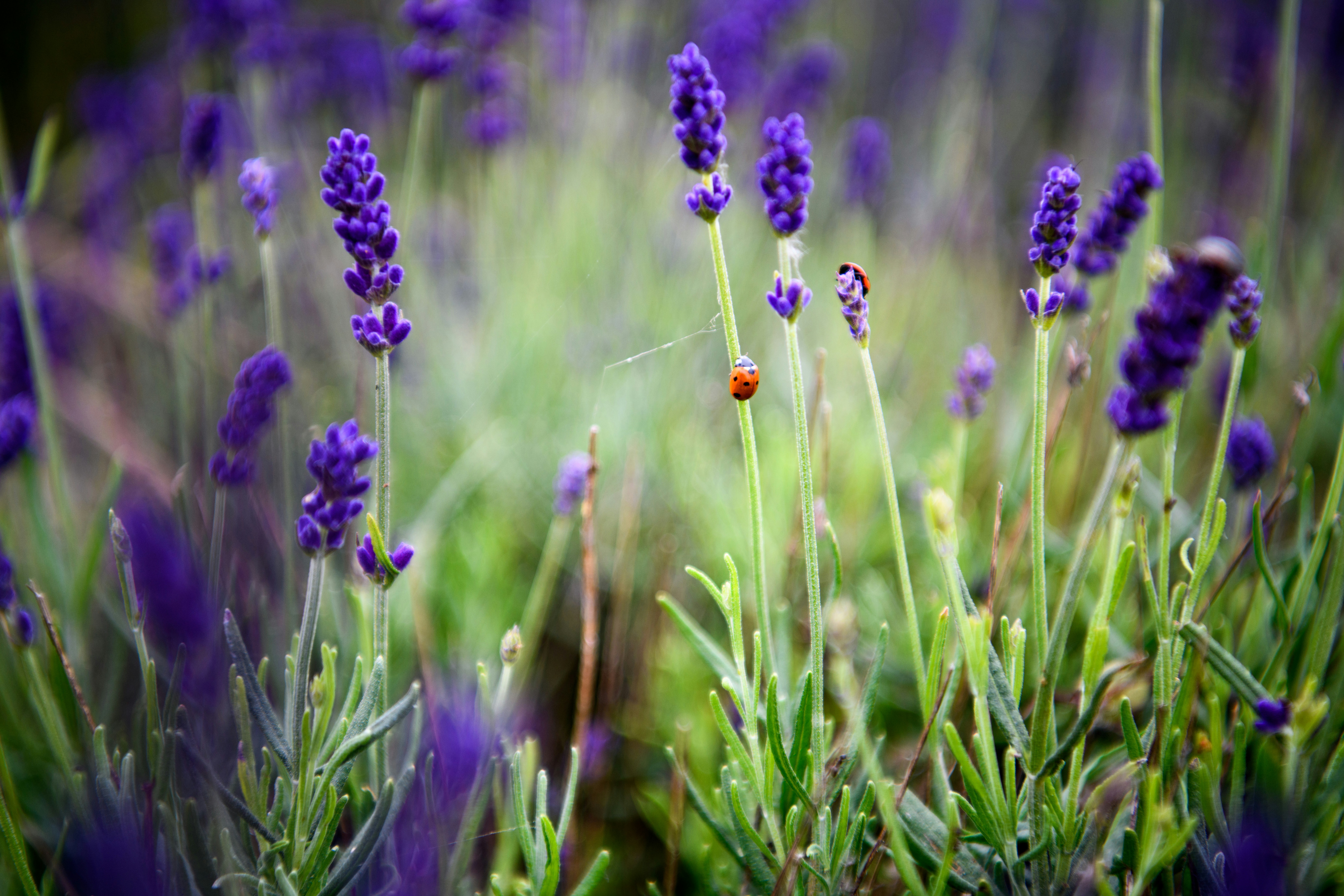 a lady bug sitting on top of a purple flower