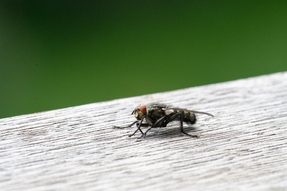 Un primer plano de una mosca sobre una superficie de madera
