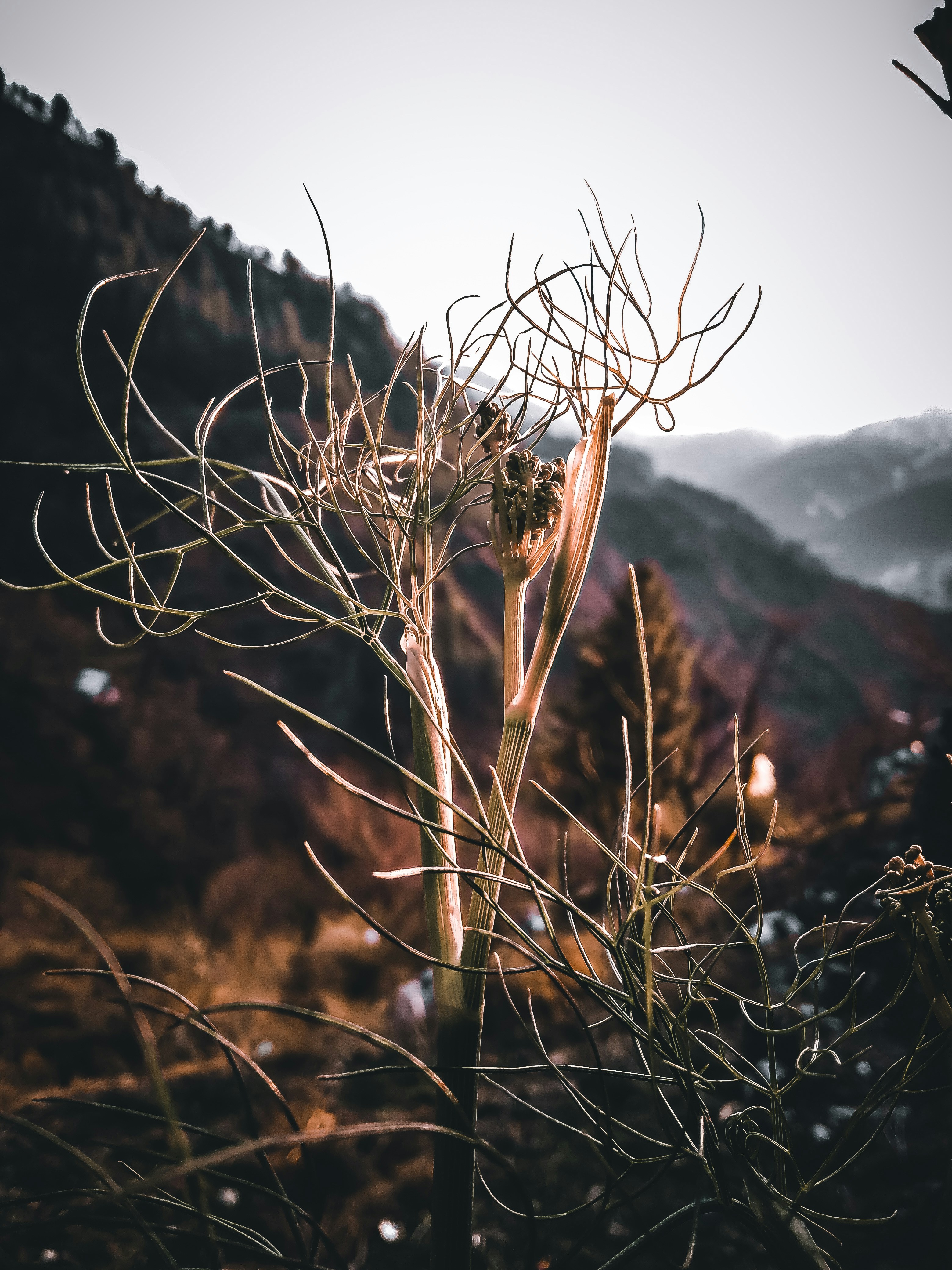 a close up of a plant with mountains in the background